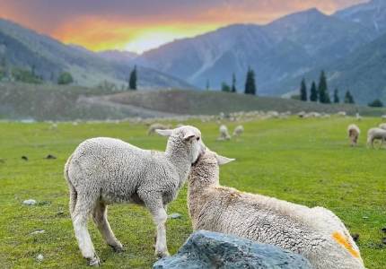 9-Days Kashmir Grand Tour – Gulmarg, Sonmarg & Pahalgam